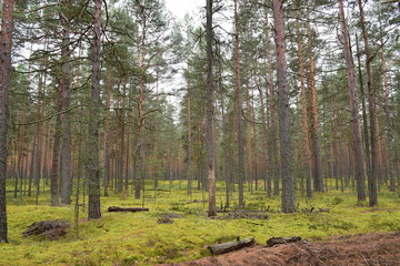 autumn forest on a cloudy day