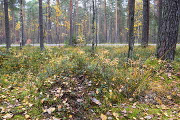 autumn forest on a cloudy day