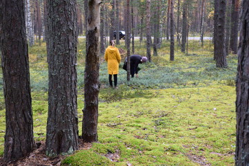 autumn forest on a cloudy day