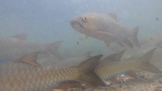 Neolissochilus Fish are searching for food and traveling to breed at the place of origin.