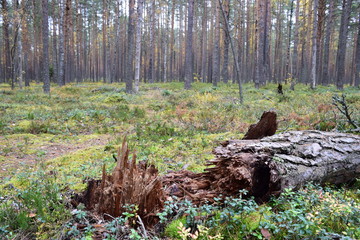 autumn forest on a cloudy day