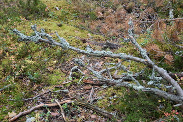 autumn forest on a cloudy day