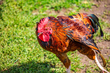 Rooster Stretching a Leg and Wing