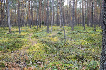 autumn forest on a cloudy day