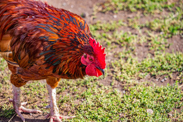 A Rooster Inspects Patchy Grass for Food to Scratch
