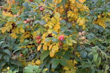 autumn forest on a cloudy day