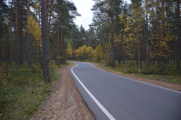 autumn forest on a cloudy day