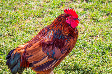 Profile of a Vibrant Rooster on Green Grass