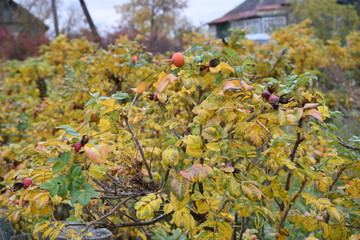 autumn forest on a cloudy day