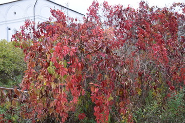 autumn forest on a cloudy day
