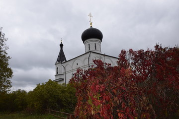 autumn forest on a cloudy day