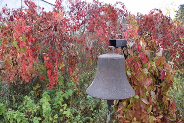 autumn forest on a cloudy day