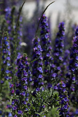 Blühende Lupinen in Neuseeland