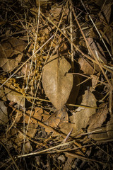 Single Leaf on Forest Floor