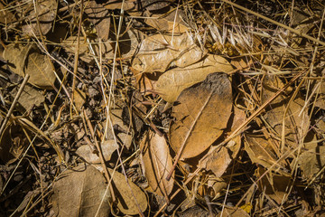 Brown Leaves on Forest Floor