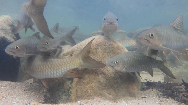 Neolissochilus Fish are searching for food and traveling to breed at the place of origin.