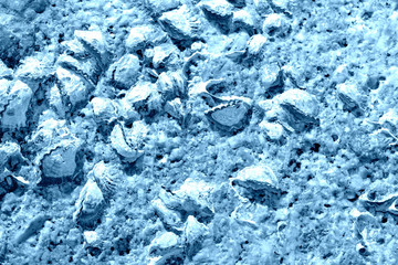 Seaside stone with seashells close-up. Natural background blue color toned