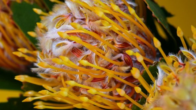 Bouquet of three Leucospermum flowers (Leucospermum cordifolium) with green leaves on a yellow background. Swinging in wind. Selective focus. Close-up.