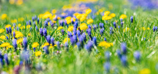 filed of colorful spring flowers