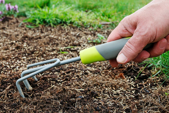Man rakes the seeds of grass in fresh soil.