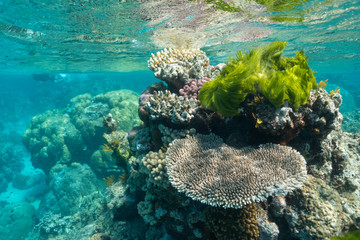 Great Barrier Reef, Australia: Healthy colourful coral reef with variety of different corals, clean...