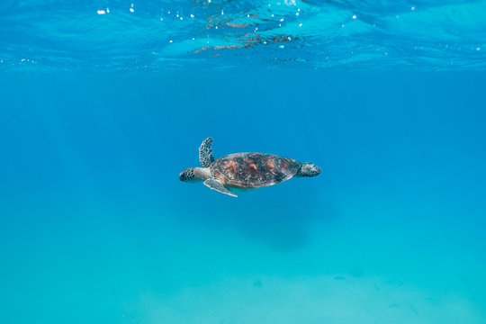 Sea turtle swimming in clean turquoise waters on Great barrier reef, Australia © Klara