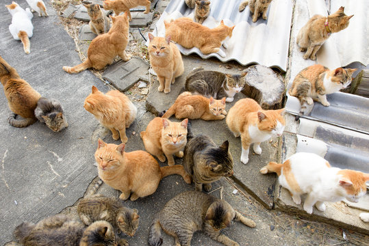写真素材：猫、複数、たくさん、猫島、青島、愛媛県、日本