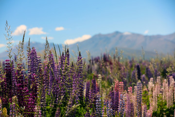 Blühende Lupinen in Neuseeland