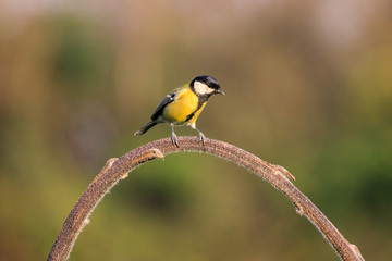 Fototapeta premium Cinciallegra