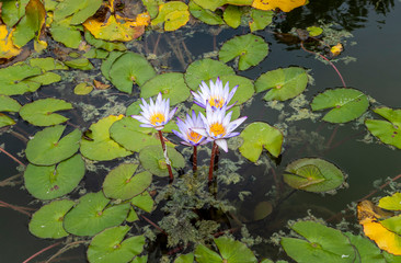 Kap-Seerosen (Nymphaea capensis), Nymphaea in einem Teich, Valeggio sul Mincio, Venezien, Italien