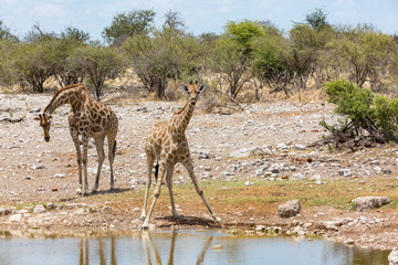Acrobatic giraffes at a waterhole, Etosha, Namibia, Africa