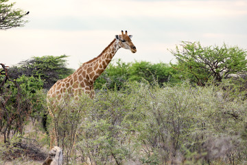 A giraffe behind a bush searching for delicious leaves, Etosha, Namibia, Africa