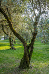 Fototapeta na wymiar Alter Olivenbaum (Olea europaea), Punta San Vigilio, Lake Garda, Veneto, Italy, Europe
