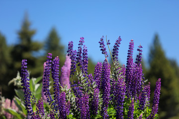 Blühende Lupinen in Neuseeland