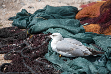 Young seagull resting on the fishing nets