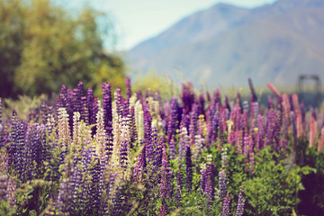 Bl&uuml;hende Lupinen in Neuseeland