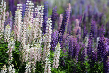 Blühende Lupinen in Neuseeland