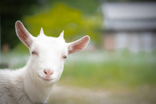子ヤギの笑顔