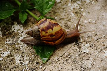  Snail in the forest