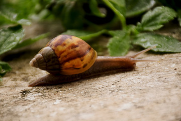  Snail in the forest