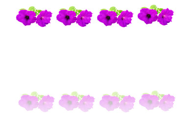 Obraz na płótnie Canvas seamless purple flower on white background ,greeting card,invite