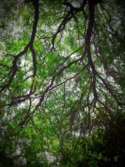 Dark tree branches with leaves and background at background 