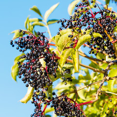 Sambucus nigra | Grappes de baies noires violacées de sureau noir en fin d'été 