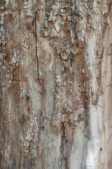 Old tree shabby bark texture background macro