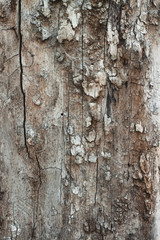 Old tree bark with crack texture background
