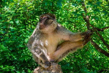 Macaque de barbarie ou Magot.