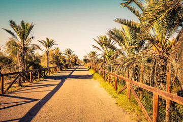 Obraz premium palm tree promenade in a protected natural park i guardamar del segura. Alicante, Spain