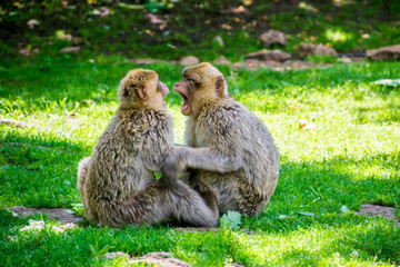 Macaque de barbarie ou Magot.