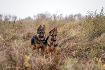 Two German Shepherd puppies in high grass. Domestic animal. Purebreed dogs. Cute home pet. Autumn season.