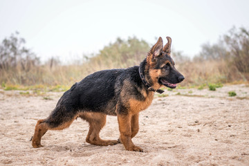 Male German Shepherd puppy in runnung action. Purebreed dog running by beach shore. Natural background. Happy home pet. New best friend.